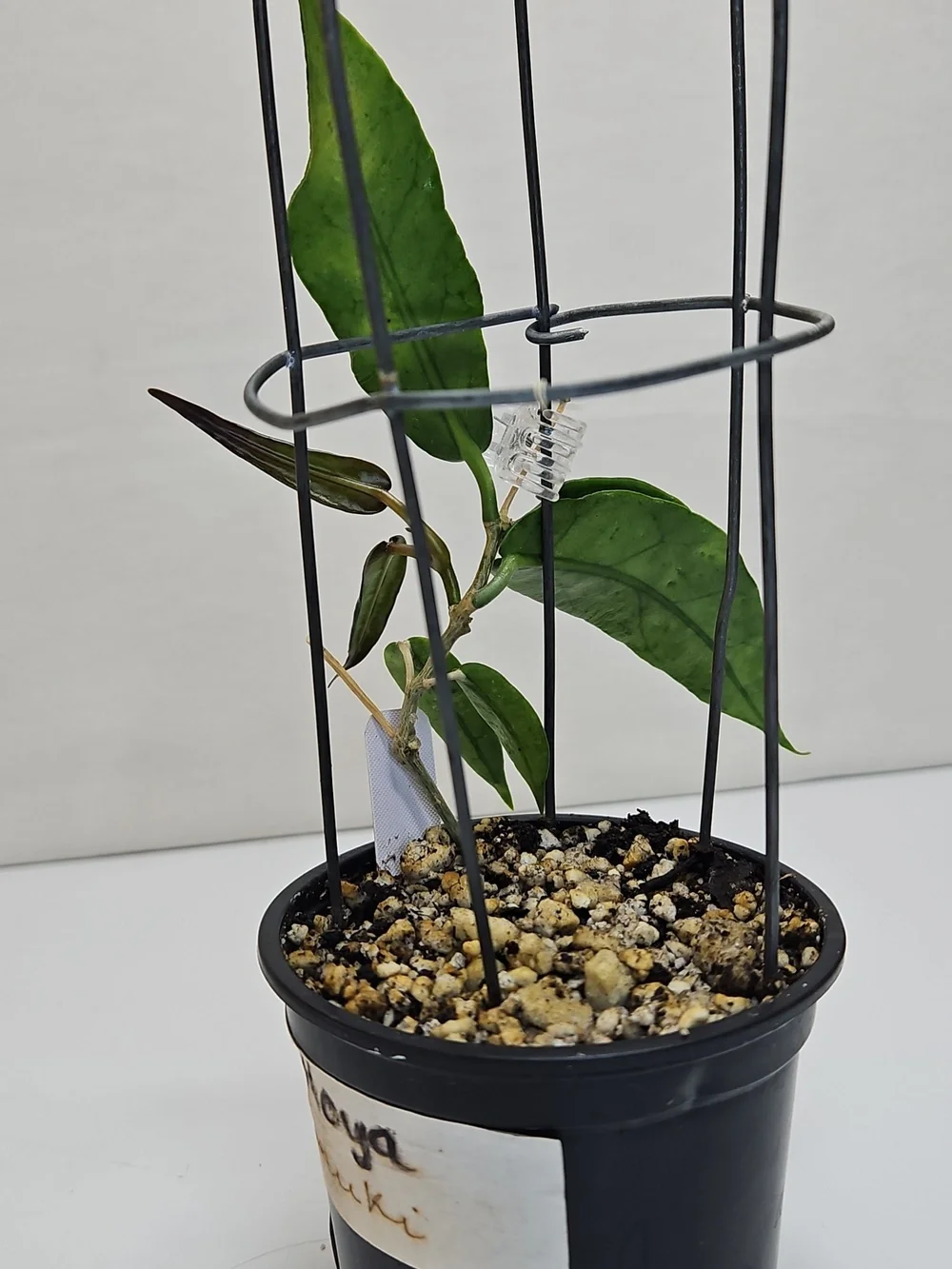 Dark Green Hoya KAIMUKI Indoor Potted Plant with Support Cage